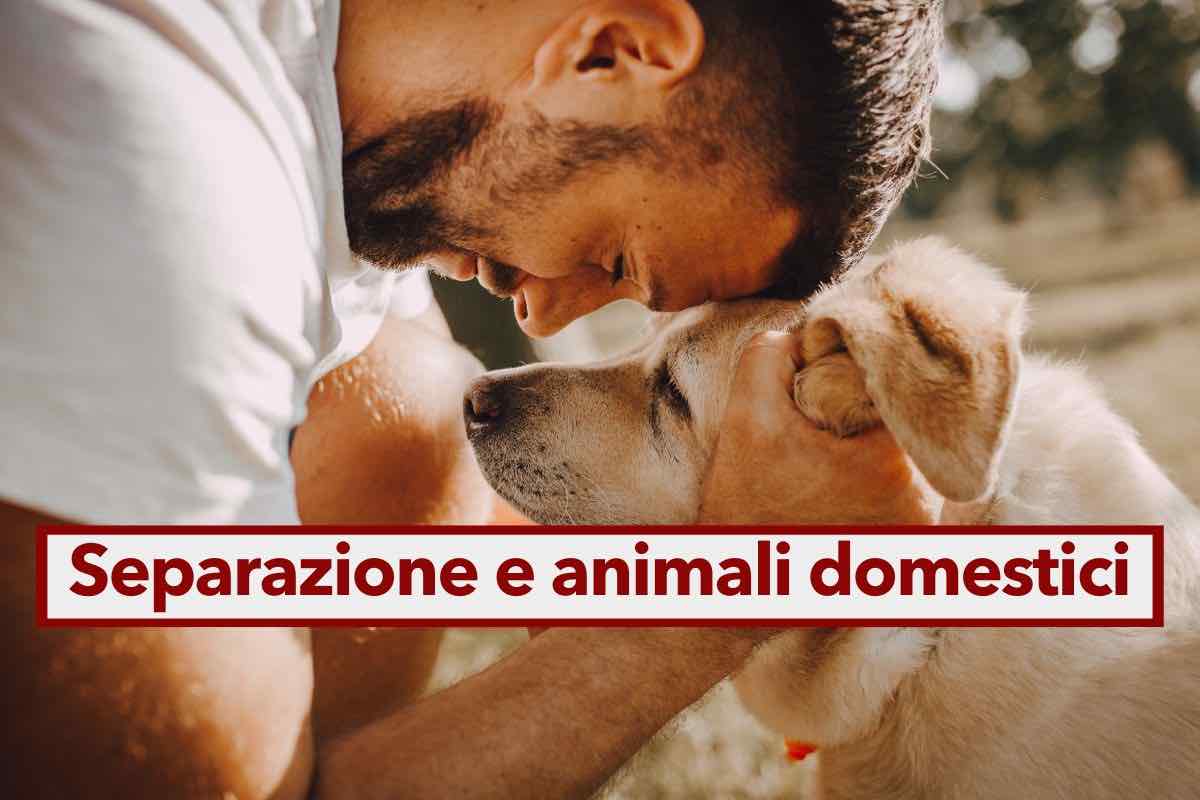 Animali domestici in caso di separazione, ecco a chi vengono affidati se non ti metti d'accordo con l'ex: la legge