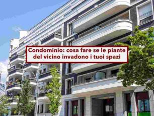 Condominio, come difenderti legalmente dalle piante del vicino che invadono i tuoi spazi: ecco tutto ci che devi fare