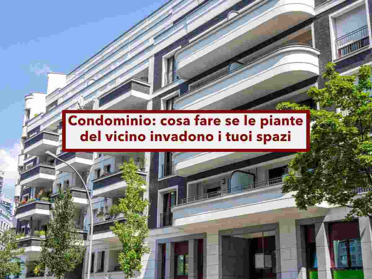 Condominio, come difenderti legalmente dalle piante del vicino che invadono i tuoi spazi: ecco tutto ci che devi fare