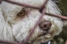 Padrona abbandona il cane in aeroporto per andare in vacanze in resort: pene severissime per l'abbandono di animali