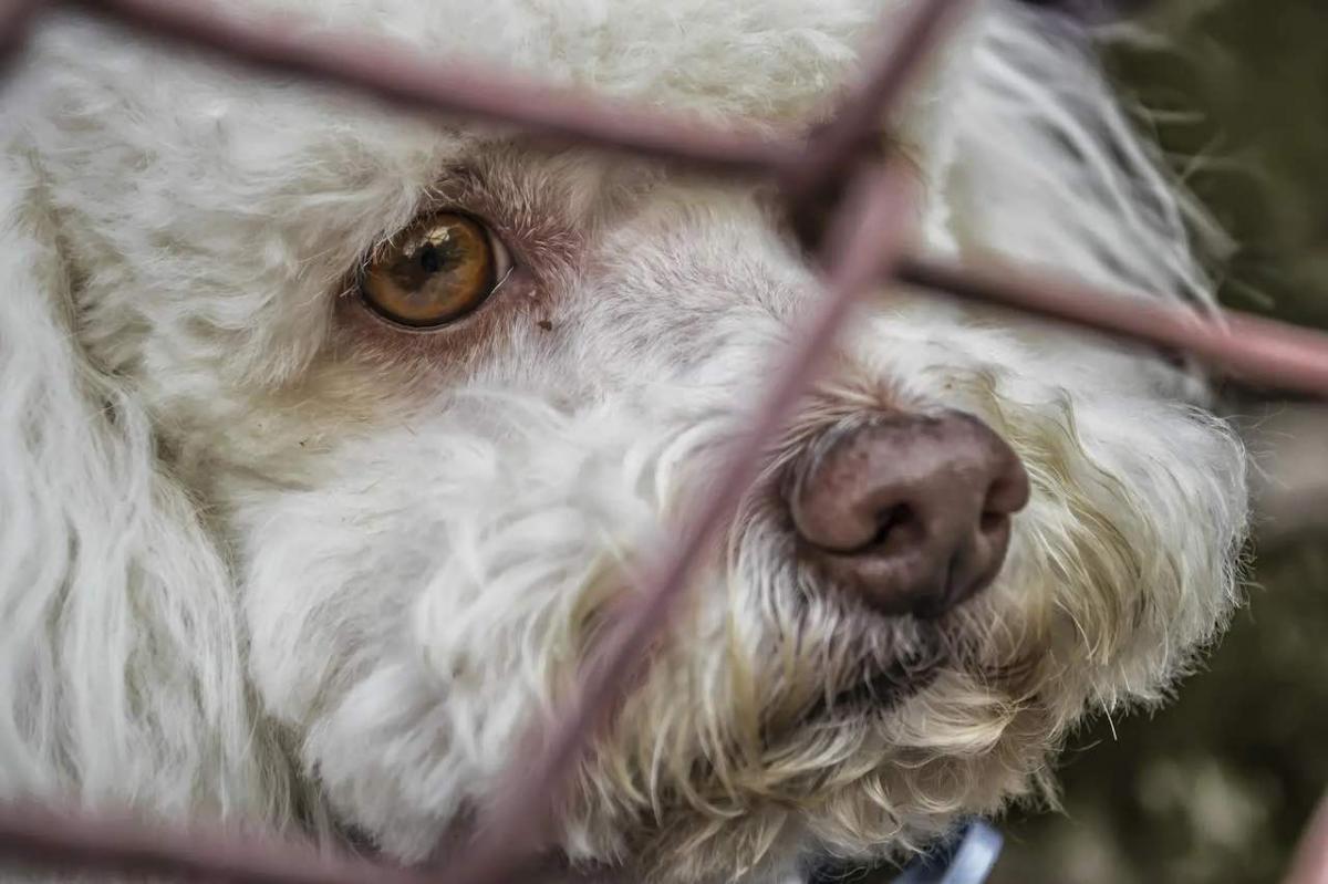 Padrona abbandona il cane in aeroporto per andare in vacanza in resort: pene severissime per l'abbandono di animali