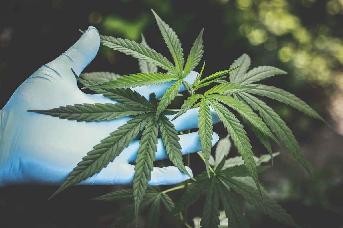 Vietata la Cannabis light, CBD illegale: per il Ministero della