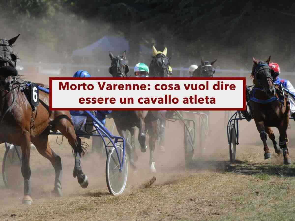 Morto Varenne, non era un atleta per la legge ma un bene, esattamente come il tuo cane: ecco cosa rischi come padrone