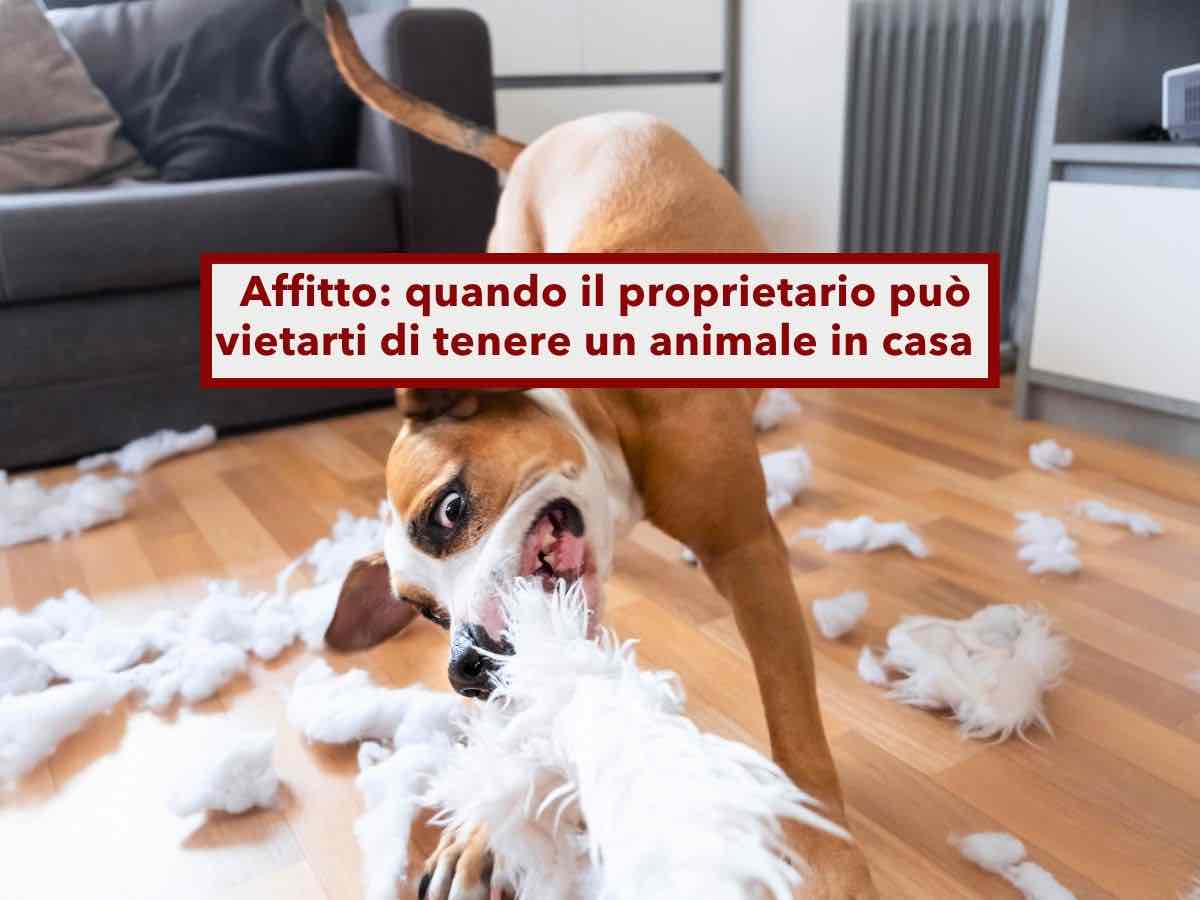 Casa in affitto, il proprietario pu vietarti di tenere animali domestici: ecco la nuova sentenza