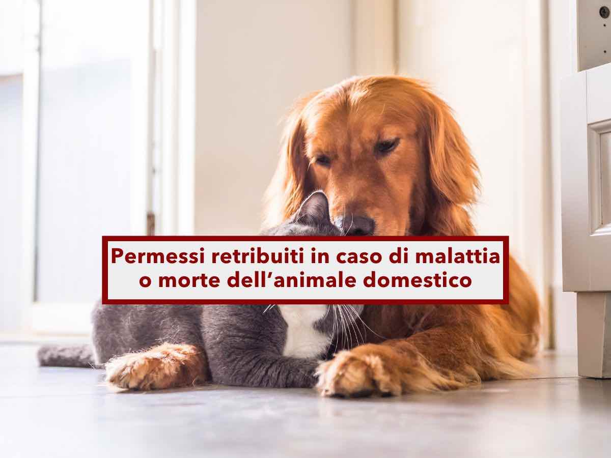 Lavoratore, in arrivo 3 giorni di permessi retribuiti in caso di malattia o morte del tuo animale domestico: nuovo ddl