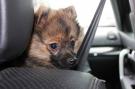 Cinture di sicurezza per cani: cosa prevede il Codice della Strada, quale multa e in che casi
