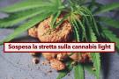 Cannabis light, non  droga per il Tar, sospeso il decreto del Governo: ecco adesso cosa cambia e i prodotti coinvolti