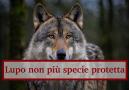 Il lupo non è più un animale da proteggere secondo l'UE: da specie protetta a specie pericolosa