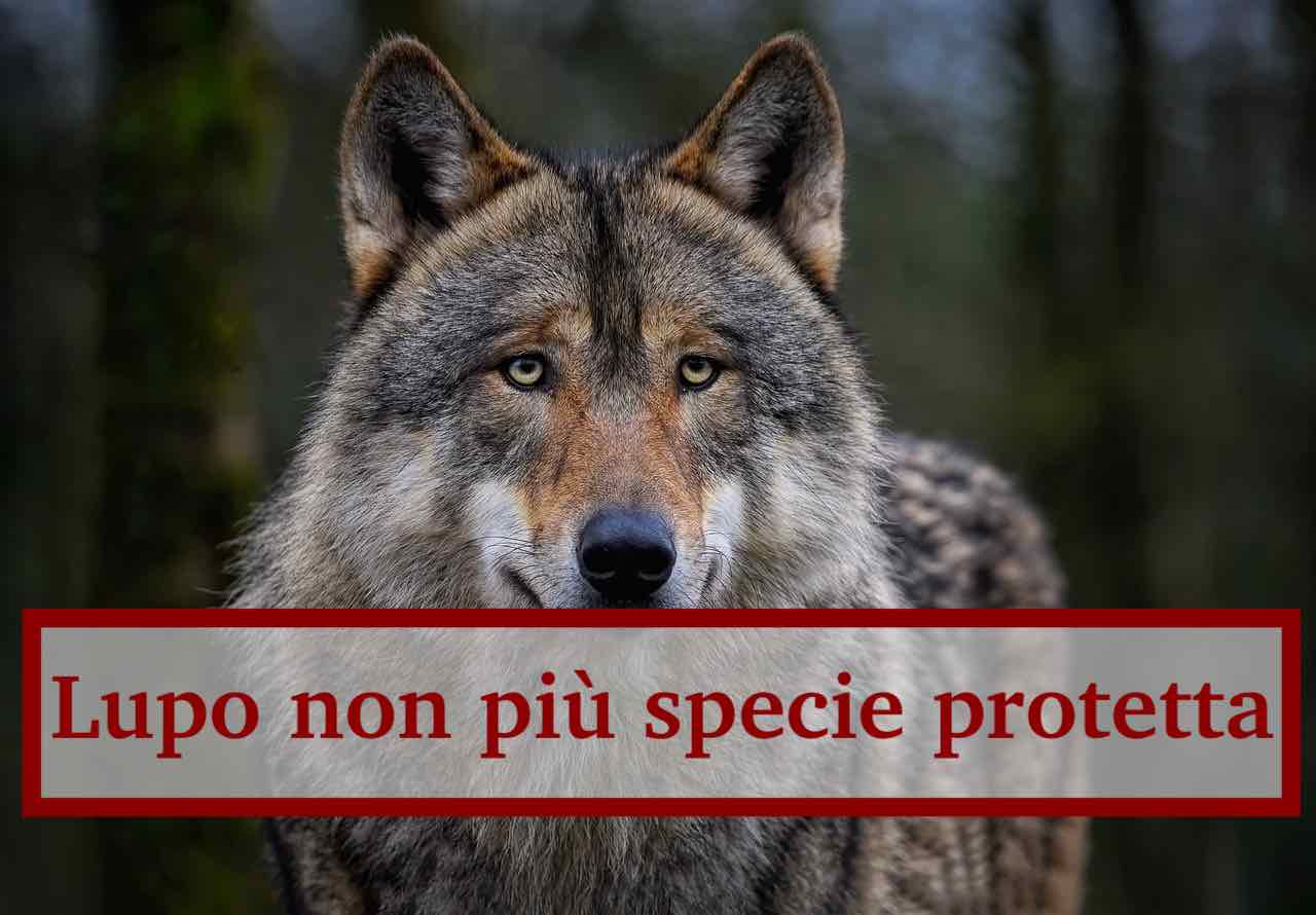 Il lupo non  pi un animale da proteggere secondo l'UE: da specie protetta a specie pericolosa