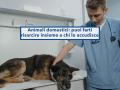 Animali domestici, ora il veterinario deve risarcirti se fa soffrire il tuo cane, anche se non ne ha causato la morte