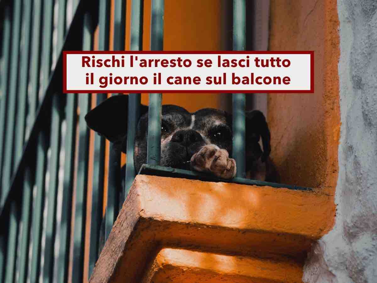 Cane sul balcone, rischi l'arresto se lo lasci tutto il giorno al caldo e disidratato: il tuo vicino pu� denunciarti