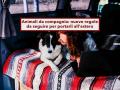 Animali da compagnia, da oggi li bloccano e non li fanno partire senza passaporto e vaccino: nuove regole UE