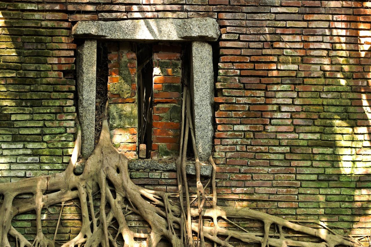 Condominio, danni da radici di alberi: responsabilit e risarcimento. Tribunale di Como, 29 giugno 2025