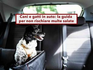 Codice della Strada, ecco come trasportare cani e gatti in auto senza rischiare maxi multe: tutti gli errori pi� comuni
