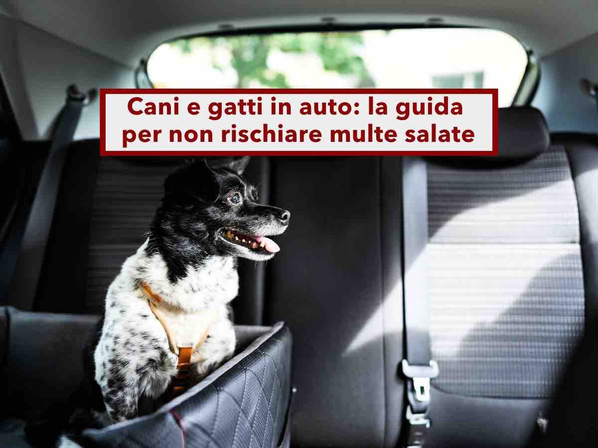 Codice della Strada, ecco come trasportare cani e gatti in auto senza rischiare maxi multe: tutti gli errori pi� comuni