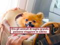 Animali in aereo, cambiano le regole, ora potrai portare in cabina anche cani e gatti di taglia grande: novit ENAC