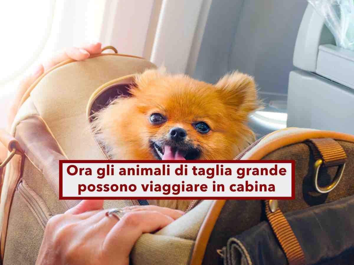 Animali in aereo, cambiano le regole, ora potrai portare in cabina anche cani e gatti di taglia grande: novit ENAC
