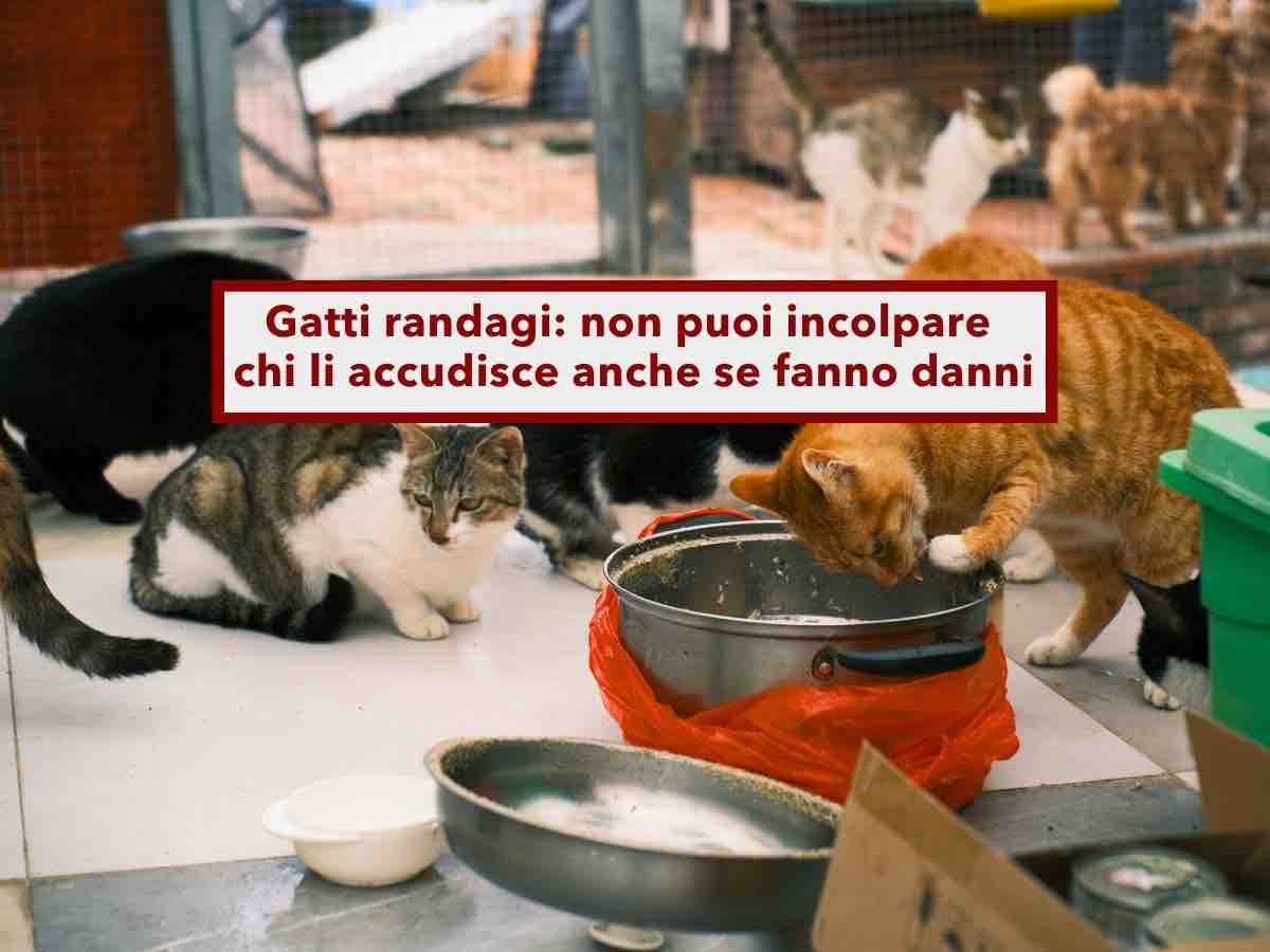 Gatti randagi, ora puoi accudirli senza rischiare una denuncia anche se sporcano il giardino del vicino: nuova sentenza