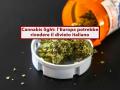 Cannabis light, novit in arrivo, il Consiglio di Stato ferma tutto, ora decide l'Europa: pu saltare il divieto italiano