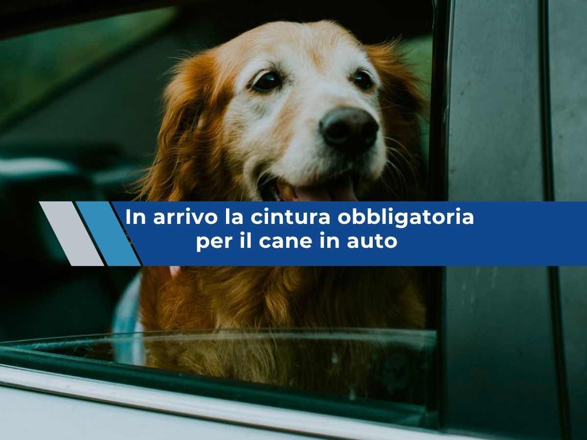 Nuovo Codice della Strada, in arrivo la cintura obbligatoria per il cane in auto, multe fino a 320 euro: ecco 3 soluzioni