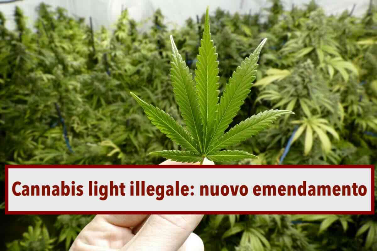 Cannabis light illegale, stop alla coltivazione e vendita: nuovo emendamento presentato dal Governo per bloccare tutto