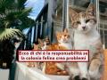 Condominio, ecco chi  il responsabile e paga i danni della colonia felina presente nel palazzo: la Cassazione