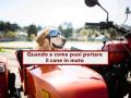 Codice della Strada, ecco quando e come puoi portare il cane in moto senza rischiare una multa fino a 332 euro: la legge