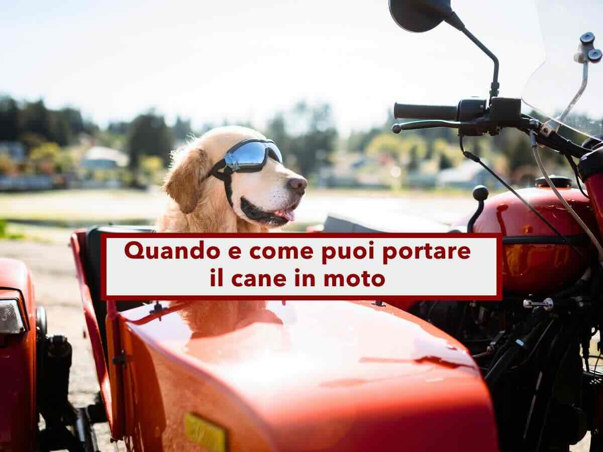 Codice della Strada, ecco quando e come puoi portare il cane in moto senza rischiare una multa fino a 332 euro: la legge