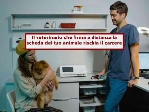 Animali domestici, rischia il carcere il veterinario che firma la scheda del tuo cucciolo senza vederlo: nuova sentenza
