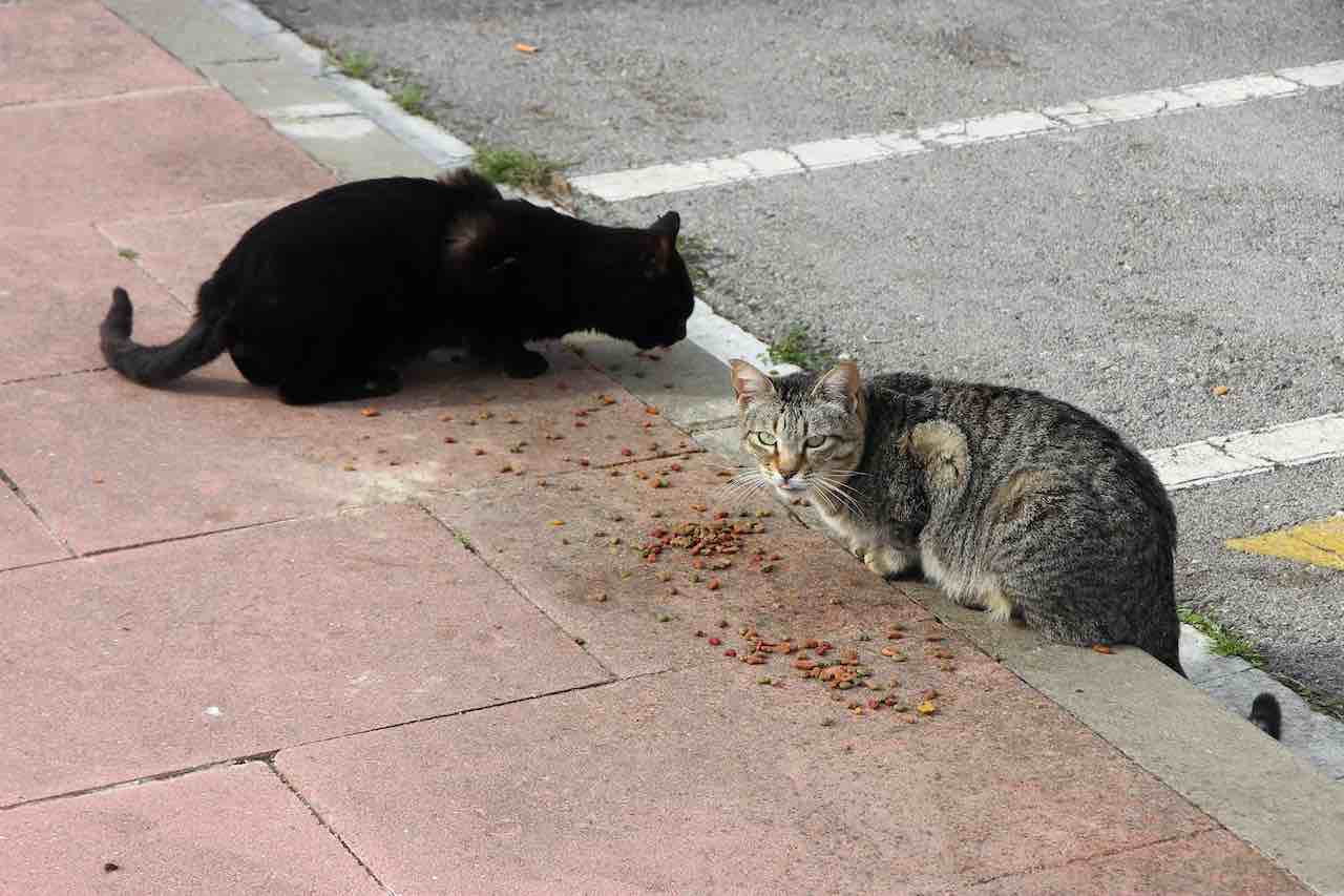 Abbandona due gatti in strada, rischia l'arresto: ecco le pene per chi abbandona gli animali,  meglio conoscerle