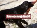 Bambino morso da un cane, la colpa  del minore e dei genitori, non del padrone, ecco perch: nuova sentenza Cassazione