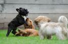 Donna ferita dal cane altrui: paga il padrone