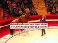 Animali nel circo, non sono vietati e i Comuni non possono proibirli autonomamente: nuova sentenza Consiglio di Stato
