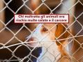 Violenza sugli animali, adesso chi li maltratta rischia multe salatissime e fino a quattro anni di carcere: i dettagli