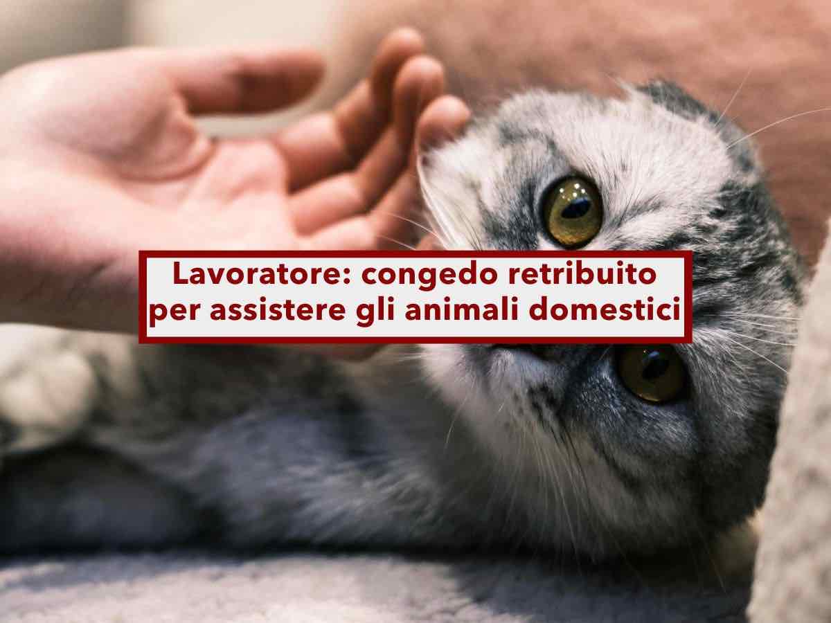 Lavoratore, ecco il congedo retribuito per assistere il tuo cane o gatto: requisiti, come fare e cosa dice la Cassazione