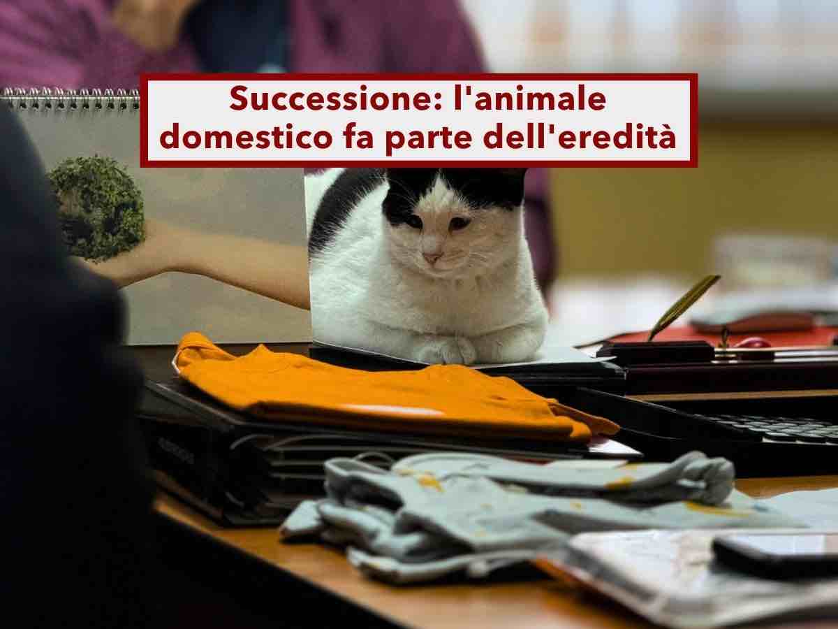 Successione, fanno parte dell'eredit� anche il cane e il gatto: ecco chi deve occuparsene e come dividere le spese
