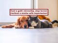 Cani e gatti, in arrivo nuove regole UE: microchip per tutti, stop incroci rischiosi e stretta sulle importazioni