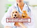 Bonus cani e gatti 2025, sbloccato il fondo per i tuoi animali: ecco i requisiti, le spese ammesse e come richiederlo