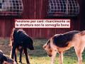 Pensione per cani, hai diritto al risarcimento se la struttura non lo sorveglia bene: ecco cosa devi fare per difenderti