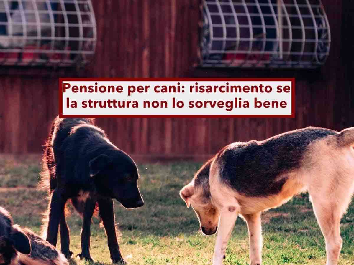 Pensione per cani, hai diritto al risarcimento se la struttura non lo sorveglia bene: ecco cosa devi fare per difenderti