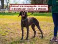 Animali da compagnia, in arrivo il divieto UE per i collari a strozzo: ecco cosa cambia davvero