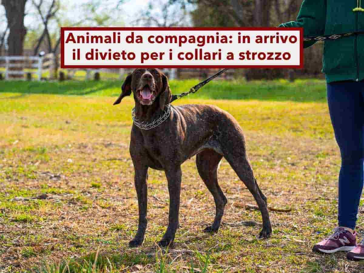 Animali da compagnia, in arrivo il divieto UE per i collari a strozzo: ecco cosa cambia davvero