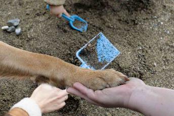 È legale seppellire cani e gatti nel giardino proprio o condominiale? Attenzione al regolamento CE e ministeriale