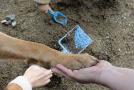  legale seppellire cani e gatti nel giardino proprio o condominiale? Attenzione al regolamento CE e ministeriale