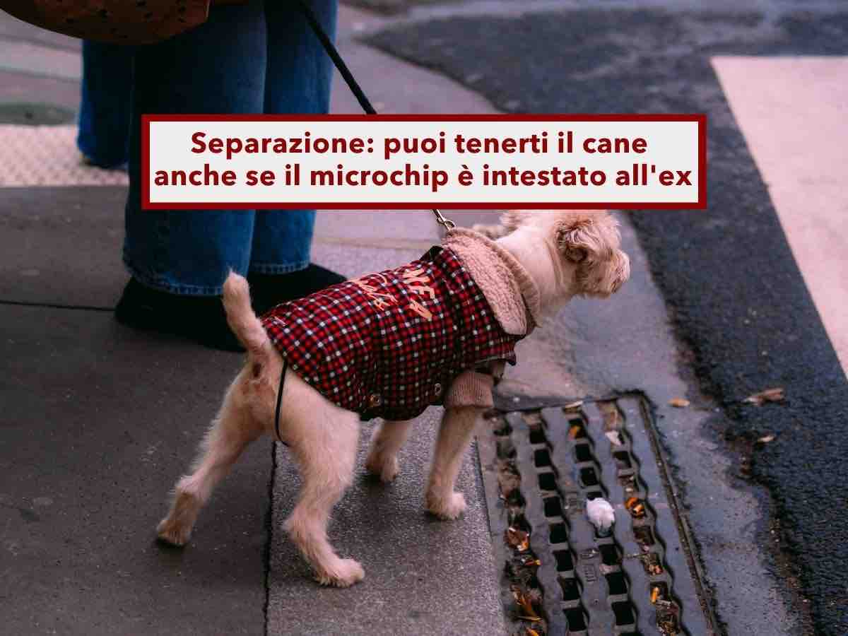 Separazione, rischi di perdere il cane se il microchip � intestato all'ex, niente affido condiviso: ecco come tenerlo tu