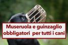 Museruola e guinzaglio obbligatori per tutti i cani, multe e denunce penali per i trasgressori: ecco la nuova ordinanza