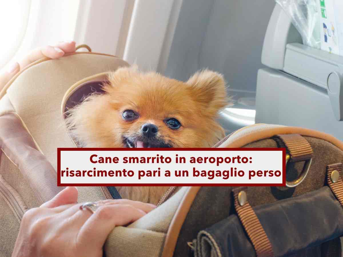Cane smarrito in aeroporto, ora il risarcimento  pari a un bagaglio perso, escluso legame affettivo: Corte Giustizia UE