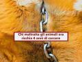 Maltrattamento animali, da oggi si rischia una multa salatissima e fino a 4 anni di reclusione: approvata la nuova legge