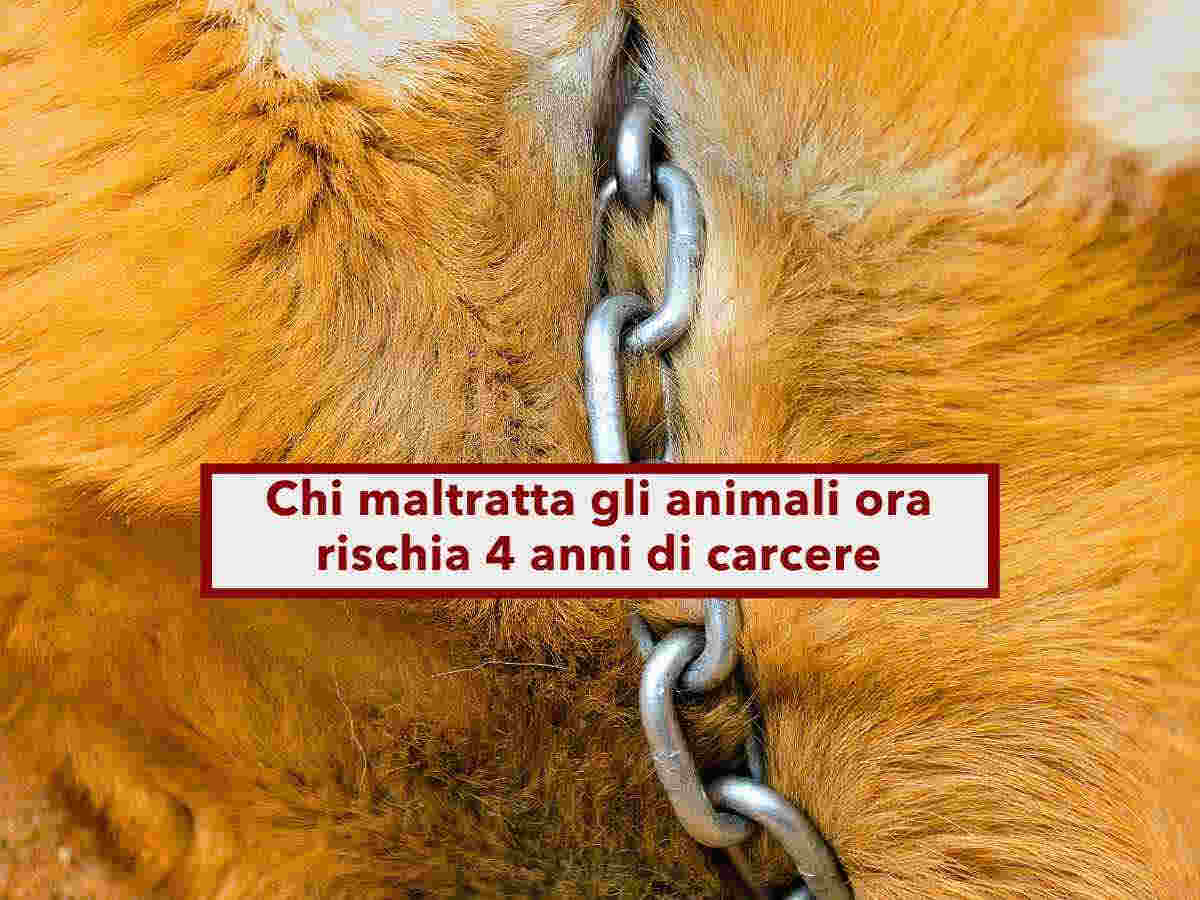 Maltrattamento animali, da oggi si rischia una multa salatissima e fino a 4 anni di reclusione: approvata la nuova legge