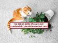 Condominio, se il tuo gatto gira libero per le scale o dal vicino rischi di pagare un risarcimento: novit Cassazione